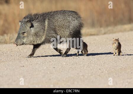 Javelinas Stockfoto