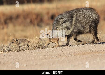 Javelinas Stockfoto