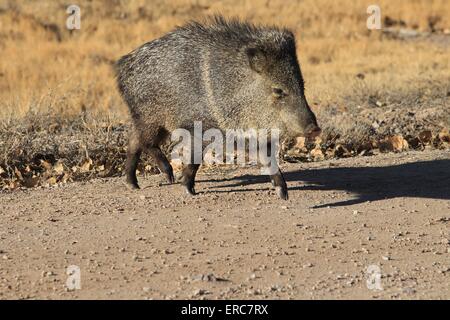 Javelina Stockfoto