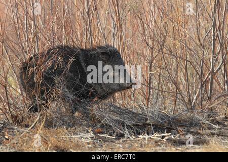 Javelina Stockfoto