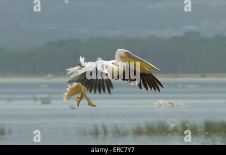 ROSAPELIKAN FLIEGEN, VORBEREITUNG ZUM LAND LAKE NAKURU Stockfoto