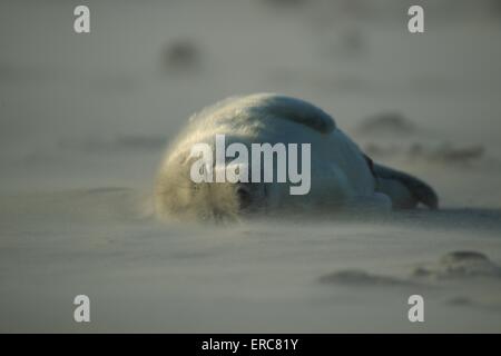 Kegelrobben Stockfoto