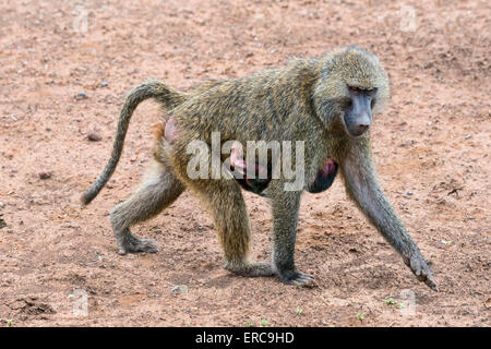 Anubis Pavian oder Oliven Pavian (Papio Anubis), Mutter mit Baby, Arusha National Park, Tansania Stockfoto