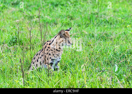 Serval (Leptailurus Serval), Ngorongoro Crater, Tansania Stockfoto