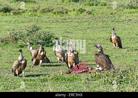 Gänsegeier (abgeschottet Fulvus), Serengeti, Tansania Stockfoto