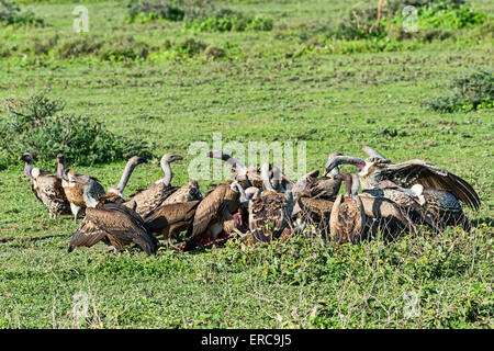 Gänsegeier (abgeschottet Fulvus), Serengeti, Tansania Stockfoto