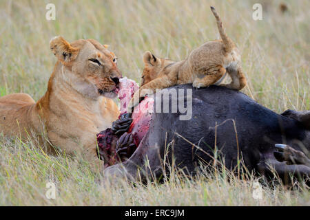 Löwin (Panthera Leo) mit Cub auf die töten, ernähren sich von Gnus Karkasse, Masai Mara National Reserve, Kenia Stockfoto