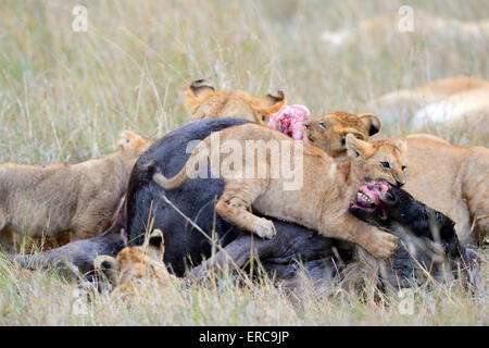 Löwen (Panthera Leo), Löwenfamilie, zu töten, ernähren sich von Gnus Karkasse, Masai Mara National Reserve, Kenia Stockfoto