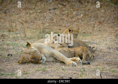 Löwin (Panthera Leo), weibliche Fütterung Welpen, Lower Zambezi National Park, Sambia Stockfoto