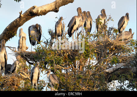 Gelb-billed Storch (Mycteria Ibis), Zucht, Kolonie, Jungvögel, Jungtiere, sitzt in einem Baum, South Luangwa Nationalpark Stockfoto