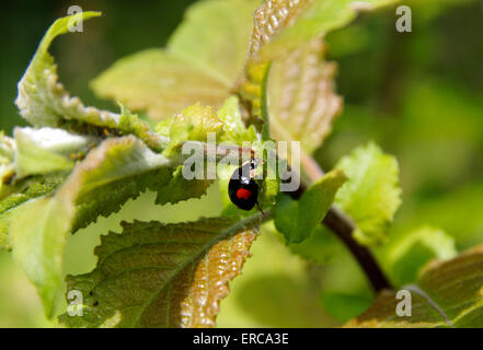 Harlekin-Marienkäfer Harmonia Axyridis, Wales, UK. Stockfoto