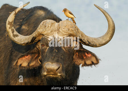 Kaffernbüffel (Syncerus Caffer Caffer), Stier mit Yellow-billed Oxpecker (Buphagus Africanus), die Oxpeckers zugeordnet sind Stockfoto