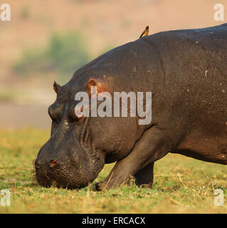 Flusspferd (Hippopotamus Amphibius), Beweidung Stier am Ufer des Chobe Flusses, auf dem Rücken eines rot-billed Oxpecker (Buphagus Stockfoto