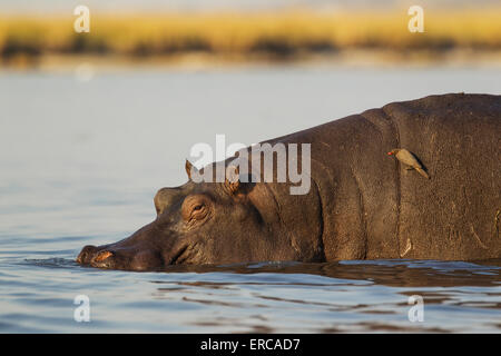 Flusspferd (Hippopotamus Amphibius), trat Bull nur den Chobe River, auf dem Rücken eines rot-billed Oxpecker (Buphagus Stockfoto