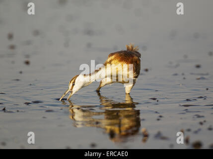 Afrikanische Blatthühnchen (Actophilornis Africanus), juvenile im seichten Wasser am Ufer des Chobe Flusses, Chobe-Nationalpark Stockfoto