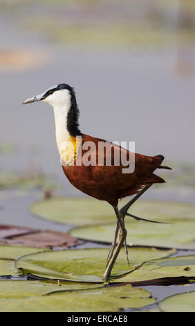 Afrikanische Blatthühnchen (Actophilornis Africanus), im seichten Wasser am Ufer des Chobe Flusses, Chobe Nationalpark, Botswana Stockfoto