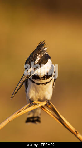 Pied Kingfisher (Ceryle Rudis), hocken am Ufer des Chobe Flusses, Chobe Nationalpark, Botswana Stockfoto