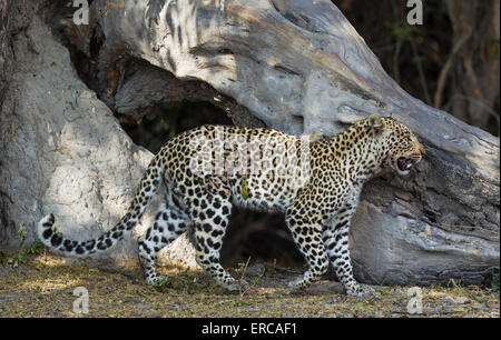 Leopard (Panthera Pardus), Weiblich, Chobe Nationalpark, Botswana Stockfoto