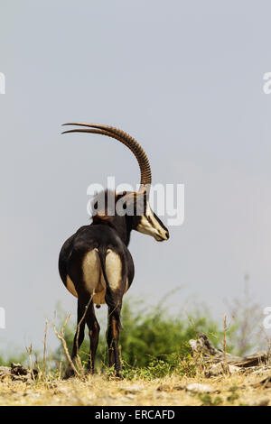 Rappenantilope (Hippotragus Niger), Stier, Chobe Nationalpark, Botswana Stockfoto