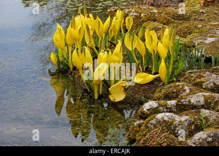 Amerikanische Skunk Cabbage (Lysichiton Americanus) wächst in Pondside Lage. Stockfoto