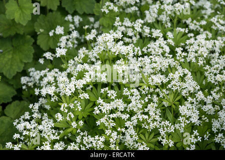 Galium odoratum (Waldmeister) mit zierlichen weißen Blüten im Frühjahr. Eine niedrig wachsende Wildblume, die oft in Gärten angebaut wird. Stockfoto