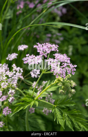 Chaerophyllum Hirsutum Roseum wächst in einem englischen Garten im Frühjahr. Stockfoto