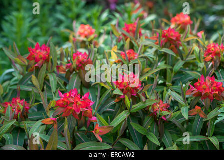 Euphorbia Griffithii im Frühjahr mit lebhaft roten Hochblätter und dunkelgrünen Laub. Stockfoto