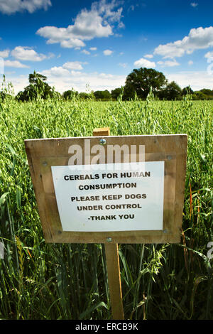 Großbritannien, England, Cheshire, Styal, unterzeichnen halten Besucher Hunde vom Hafer Anbau neben Wanderweg Stockfoto