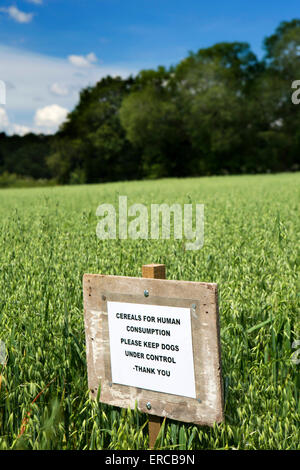 Großbritannien, England, Cheshire, Styal, unterzeichnen halten Besucher Hunde vom Hafer Anbau neben Wanderweg Stockfoto