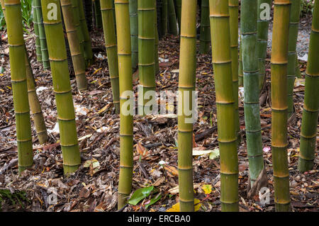 Die Basis der dicken Stängel Bambus in den Farben Grün und gelb. In Cornwall Garten genommen. Stockfoto