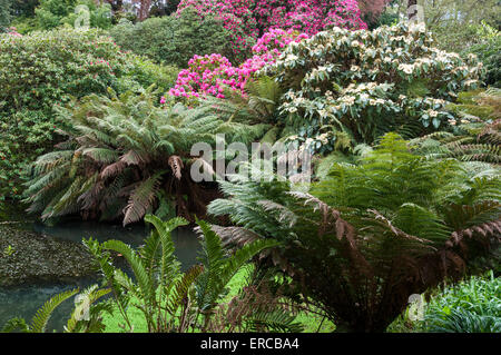 Baumfarne und Rhododendren wachsen in den üppigen Gärten am Altersitz in der Nähe von Falmouth in Cornwall. Stockfoto