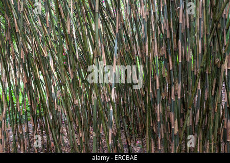 Eine Vielzahl von Bambusstämme. Stockfoto
