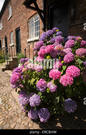 Großbritannien, England, Cheshire, Styal, Eiche Cottages, farbenfrohen Hortensien Terrasse Mühle Arbeiter Häuser Stockfoto