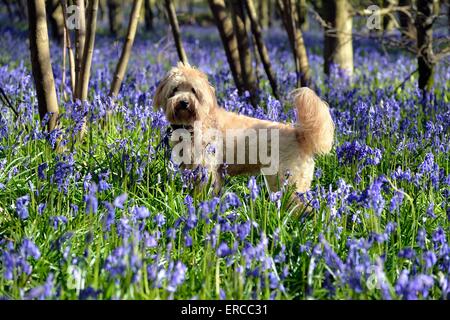 Labradoodle Welpen in einem Wald Glockenblumen Stockfoto