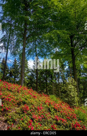 Die Himalayan Garden und Skulpturenpark Stockfoto