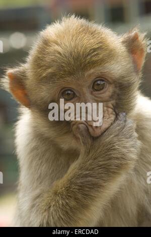 Barbary Affe Stockfoto