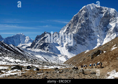 Packtiere auf eine Himalaya-Tour in der Everest-Region von Nepal. Stockfoto