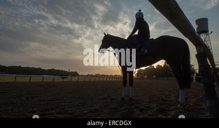 Elmont, New York, USA. 31. Mai 2015. Pferde am Main verfolgen heute Morgen am Belmont Park Racetrack, Sonntag, 31. Mai 2015. © Bryan Smith/ZUMA Draht/Alamy Live-Nachrichten Stockfoto