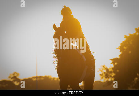 Elmont, New York, USA. 31. Mai 2015. Pferde am Main verfolgen heute Morgen am Belmont Park Racetrack, Sonntag, 31. Mai 2015. © Bryan Smith/ZUMA Draht/Alamy Live-Nachrichten Stockfoto