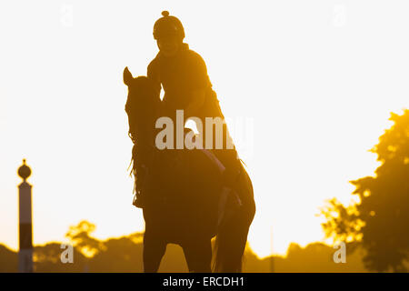 Elmont, New York, USA. 31. Mai 2015. Pferde am Main verfolgen heute Morgen am Belmont Park Racetrack, Sonntag, 31. Mai 2015. © Bryan Smith/ZUMA Draht/Alamy Live-Nachrichten Stockfoto