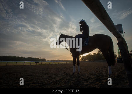 Elmont, New York, USA. 31. Mai 2015. Pferde am Main verfolgen heute Morgen am Belmont Park Racetrack, Sonntag, 31. Mai 2015. © Bryan Smith/ZUMA Draht/Alamy Live-Nachrichten Stockfoto