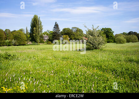 Fulford Ings, einem alten Überschwemmungsgebiets Sumpf zwischen Fulford Dorf und den Fluss Ouse, City of York, Yorkshire, England, UK Stockfoto