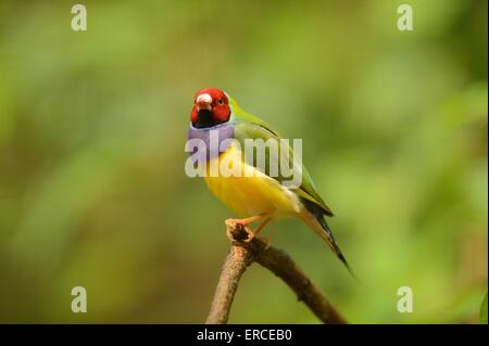 Prachtfinkenart finch Stockfoto