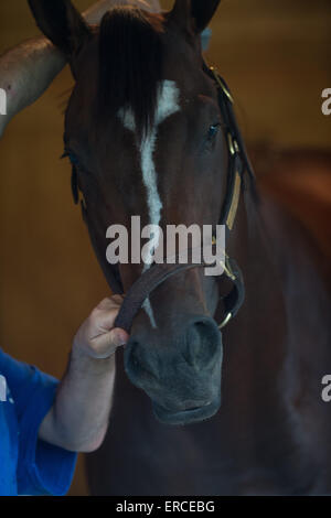 Elmont, New York, USA. 31. Mai 2015. 2015 Belmont Stakes hoffnungsvollen MATERIALITÄT, trainiert von TODD PLETCHER heute Morgen am Belmont Park Racetrack, Sonntag, 31. Mai 2015. © Bryan Smith/ZUMA Draht/Alamy Live-Nachrichten Stockfoto