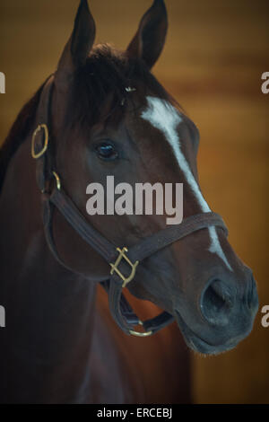 Elmont, New York, USA. 31. Mai 2015. 2015 Belmont Stakes hoffnungsvollen MATERIALITÄT, trainiert von TODD PLETCHER heute Morgen am Belmont Park Racetrack, Sonntag, 31. Mai 2015. © Bryan Smith/ZUMA Draht/Alamy Live-Nachrichten Stockfoto