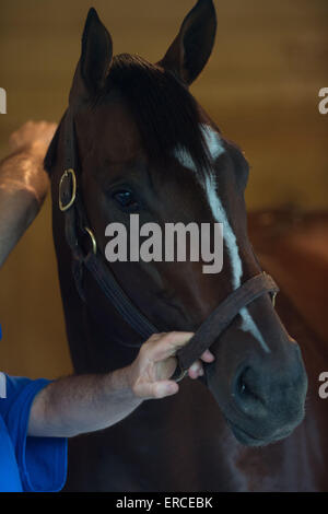 Elmont, New York, USA. 31. Mai 2015. 2015 Belmont Stakes hoffnungsvollen MATERIALITÄT, trainiert von TODD PLETCHER heute Morgen am Belmont Park Racetrack, Sonntag, 31. Mai 2015. © Bryan Smith/ZUMA Draht/Alamy Live-Nachrichten Stockfoto