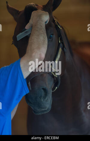 Elmont, New York, USA. 31. Mai 2015. 2015 Belmont Stakes hoffnungsvollen MATERIALITÄT, trainiert von TODD PLETCHER heute Morgen am Belmont Park Racetrack, Sonntag, 31. Mai 2015. © Bryan Smith/ZUMA Draht/Alamy Live-Nachrichten Stockfoto