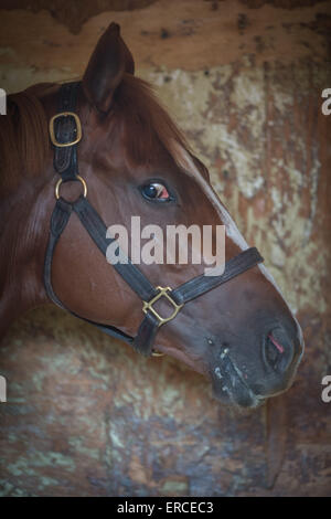 Elmont, New York, USA. 31. Mai 2015. 2015 Belmont Stakes hoffnungsvollen MADEFROMLUCKY, trainiert von TODD PLETCHER heute Morgen am Belmont Park Racetrack, Sonntag, 31. Mai 2015. © Bryan Smith/ZUMA Draht/Alamy Live-Nachrichten Stockfoto