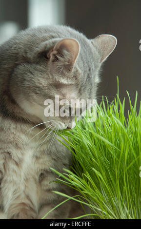 Grau und Weiß tabby cat Sniffing frisches Gras, bevor sie beginnt, es zu essen Stockfoto