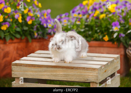 Dwarf Lop Kaninchen, junge, 5 Wochen | Zwergwidderkaninchen, Jungtier, 5 Wochen Stockfoto